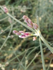 Retama raetam gussonei