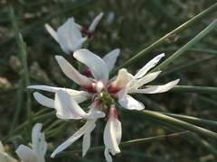 Retama raetam gussonei