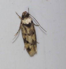 Sphyrelata nefanda