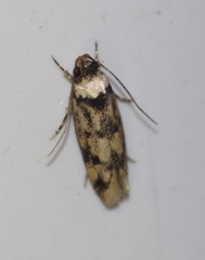Sphyrelata nefanda