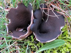 Dissingia leucomelaena