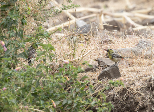 Yellow-breasted Barbet (Trachyphonus margaritatus), photo 10