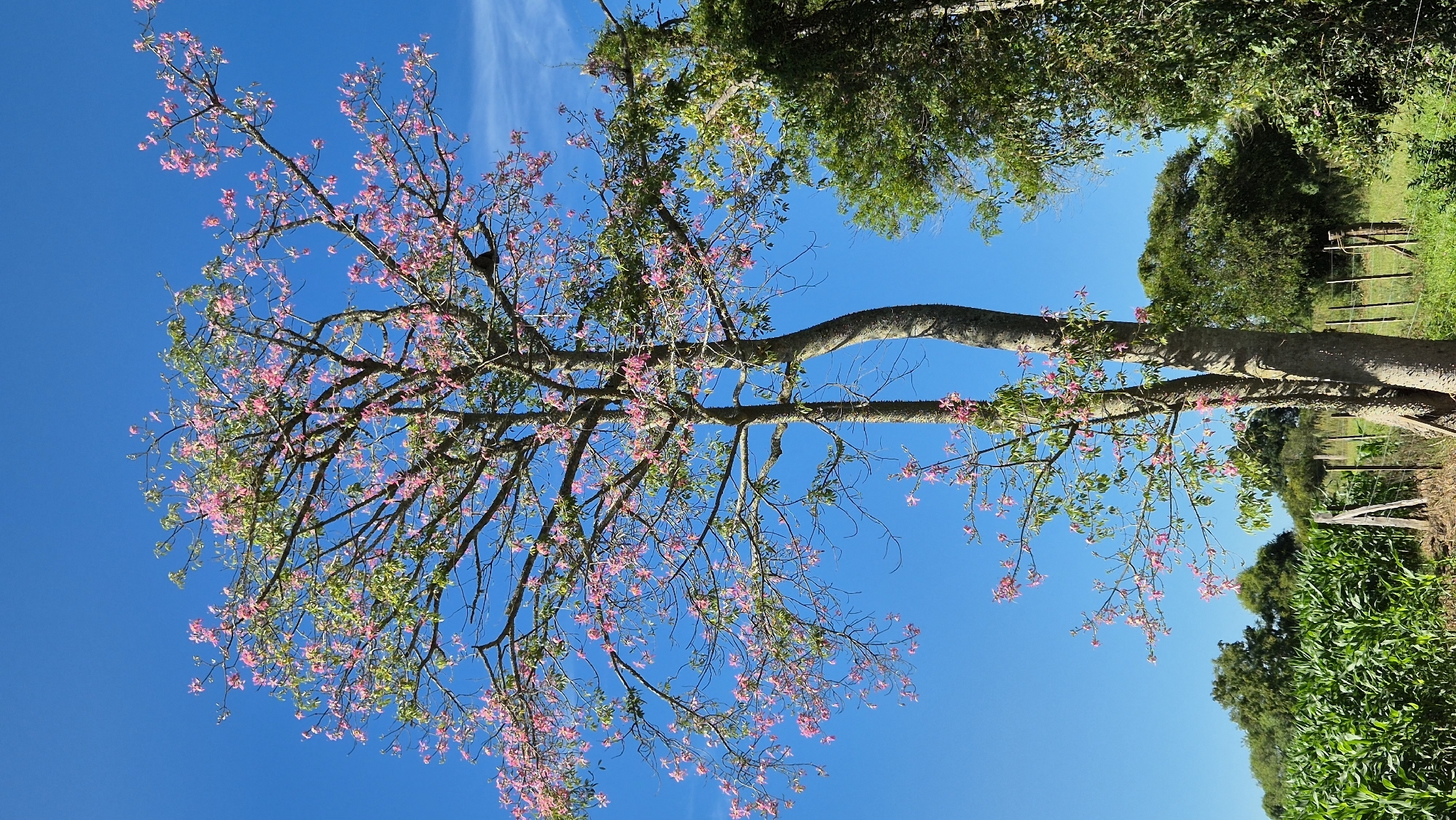 Ceiba speciosa