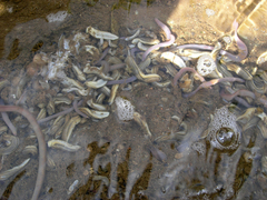 Arion fasciatus