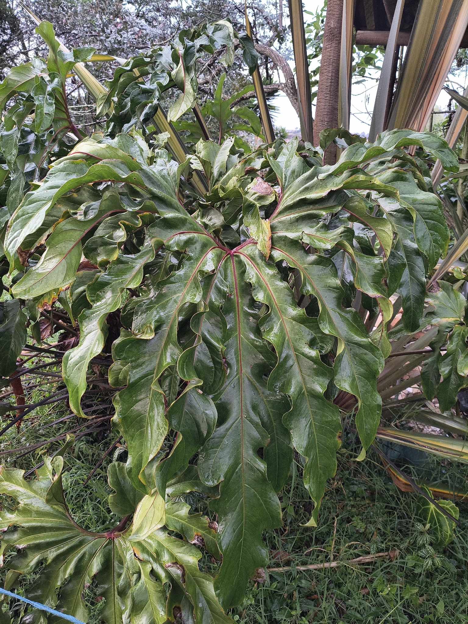 Anthurium pedatum