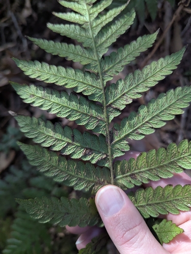 Pozo's Marsh Fern (Leptogramma pozoi)