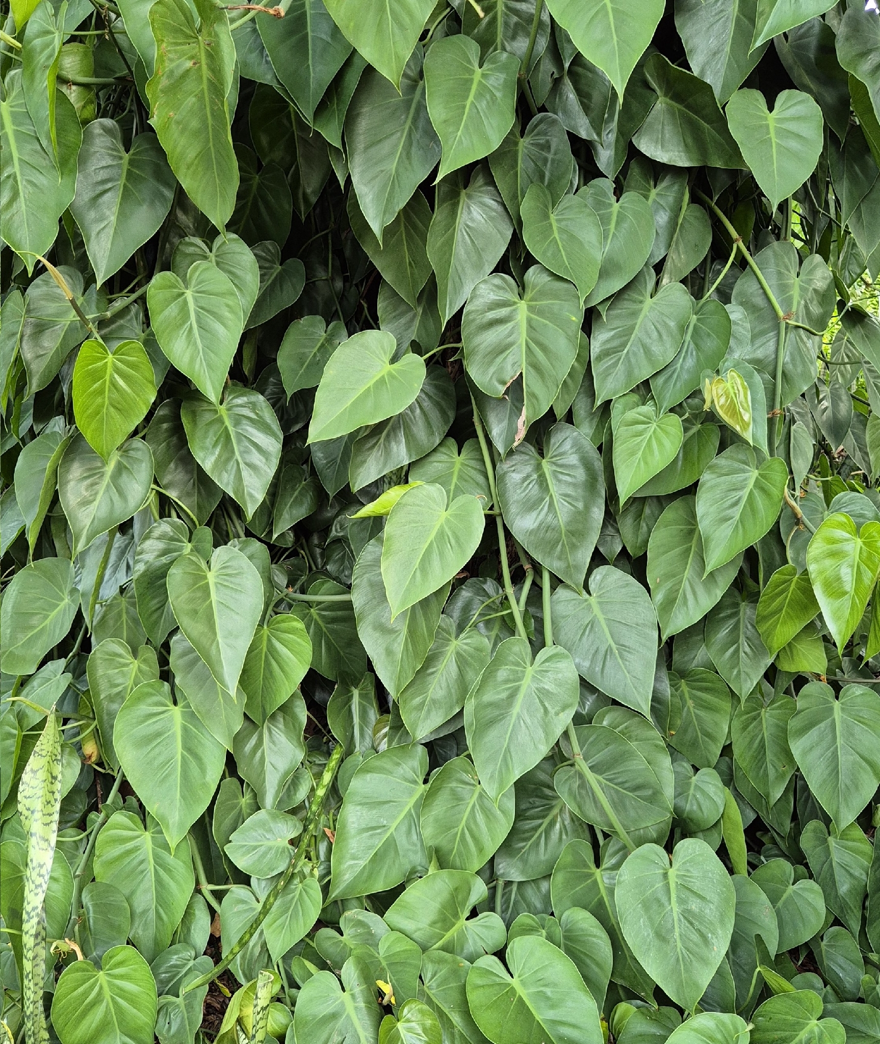 Philodendron hederaceum
