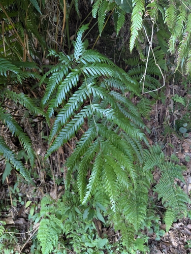 Laurisilva Brake (Pteris incompleta)
