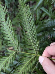 Pteris incompleta, photograph (c) Sam J. Thomas, some rights reserved (CC BY)