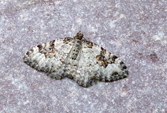 Xanthorhoe iduata