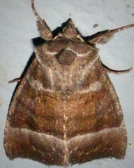Papaipema eupatorii