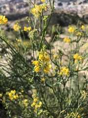 Coronilla juncea