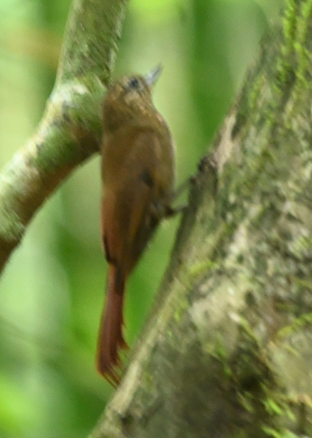 Wedge-billed Woodcreeper (Glyphorynchus spirurus), photo 4