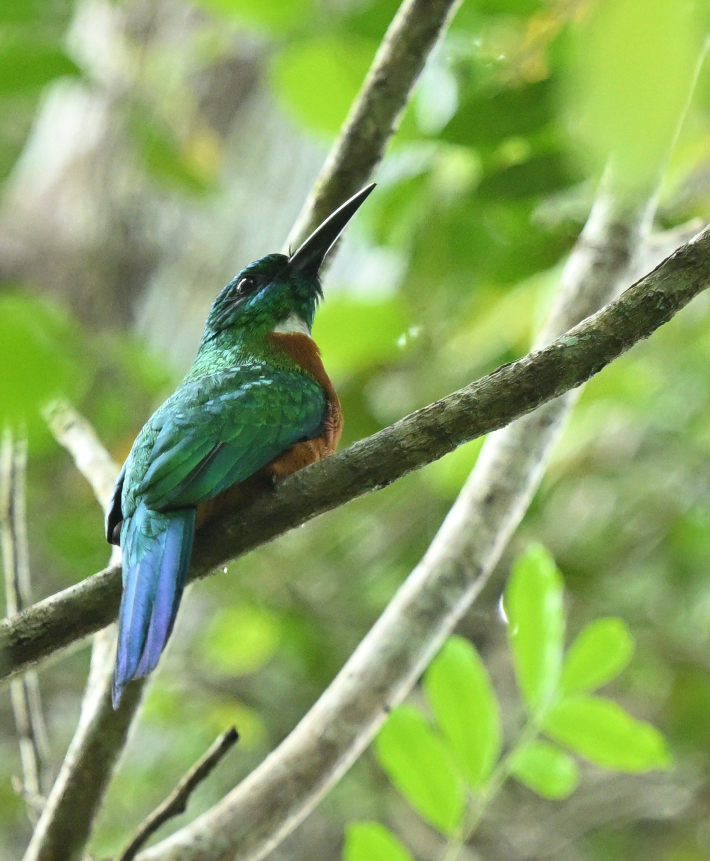 Great Jacamar (Jacamerops aureus), photo 3
