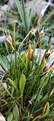 Marsh sedge (Carex vallis)