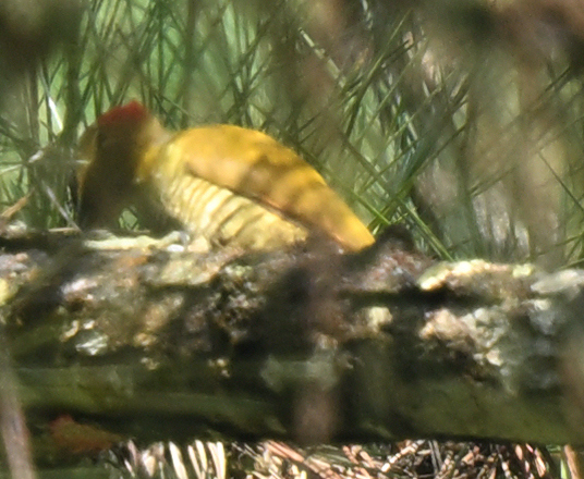 Stripe-cheeked Woodpecker (Piculus callopterus), photo 2