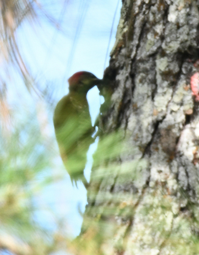 Stripe-cheeked Woodpecker (Piculus callopterus), photo 8