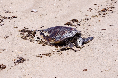 Green Sea Turtle