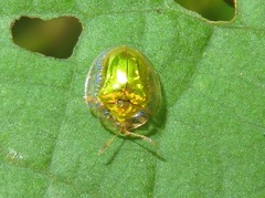 Charidotella