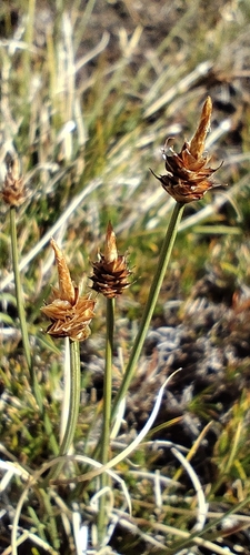 Capitate Sedge (Carex arctogena)