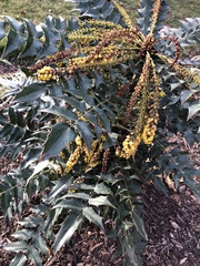 Berberis × hortensis