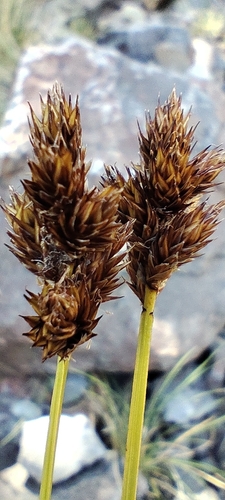 Thickhead sedge (Carex macloviana)