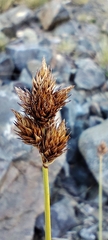 Carex macloviana, photograph (c) Santiago Martín-Bravo, some rights reserved (CC BY)