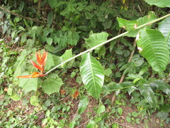 Heliconia hirsuta