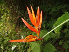 Heliconia hirsuta
