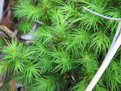 Dendroligotrichum dendroides