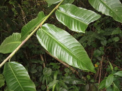 Heliconia hirsuta
