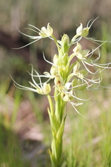 Habenaria gourlieana