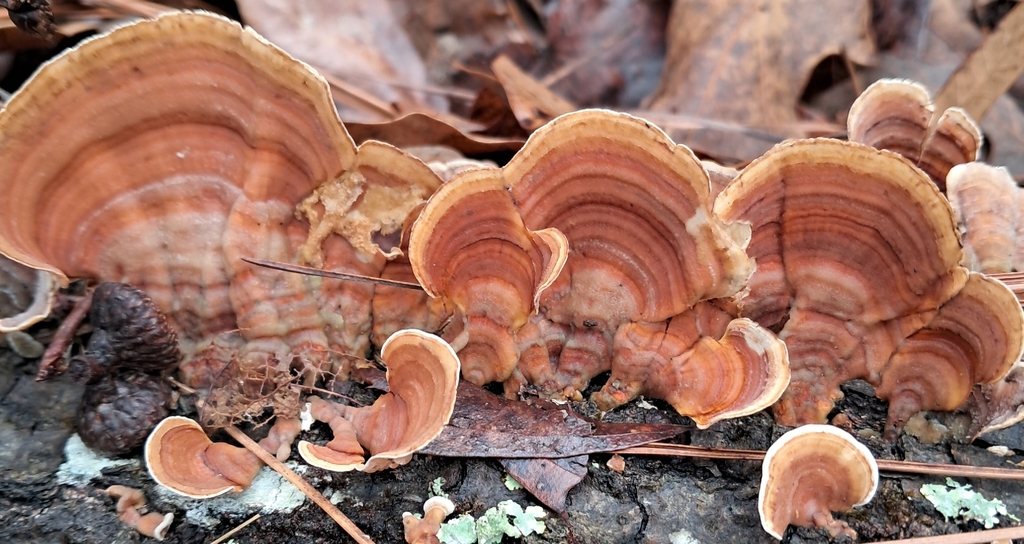 Stereum lobatum · February 2026 · photo: © steven307 (iNaturalist, cc-by)