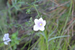 Nierembergia linariifolia