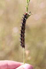 Junonia genoveva hilaris