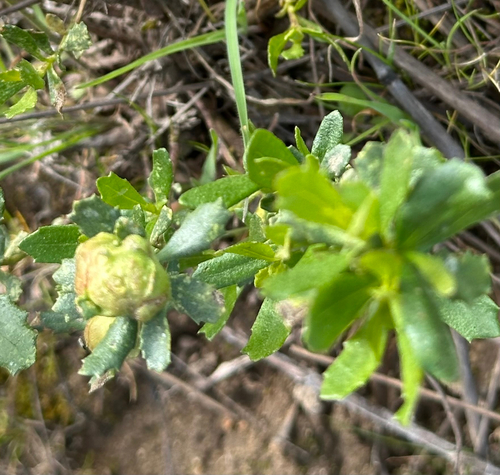 Unknown species found near Helen Putnam Hiking Path, Petaluma, CA, US