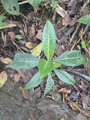 cachimbo grande (Psychotria grandis)