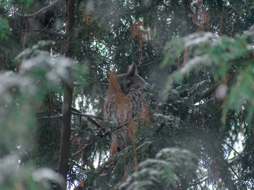View observation of {o.common_name} on iNaturalist