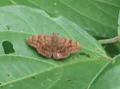Pellicia