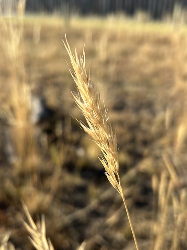 Rytidosperma setaceum observed 2026-02-20