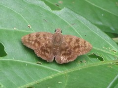 Pellicia