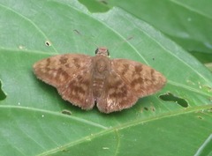 Pellicia