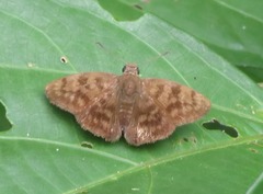 Pellicia