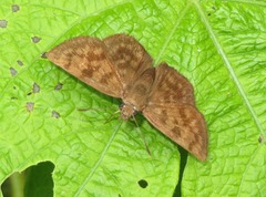 Pellicia