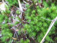 Dendroligotrichum dendroides