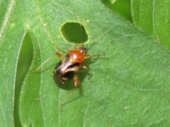 Horciasisca insignis