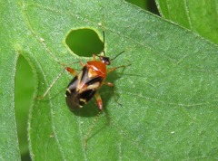 Horciasisca insignis