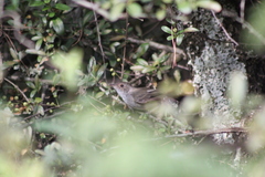 Euscarthmus meloryphus