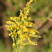 Anise Goldenrod - Photo (c) Romi Galeota Lencina, some rights reserved (CC BY), uploaded by Romi Galeota Lencina