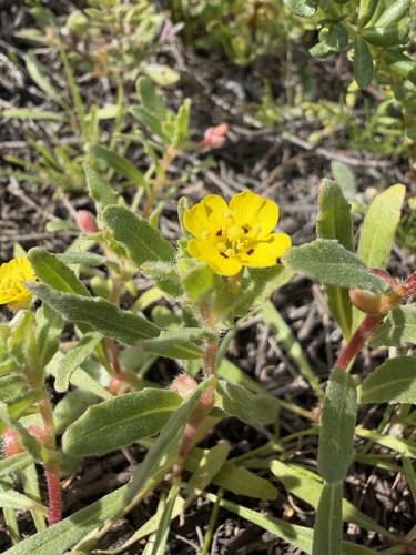Lewis' evening-primrose (Camissoniopsis lewisii)